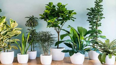 همه چیز در مورد گیاهان آپارتمانی