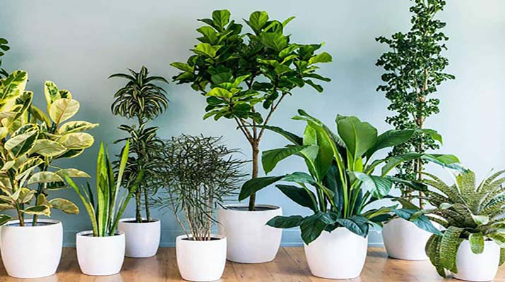 همه چیز در مورد گیاهان آپارتمانی
